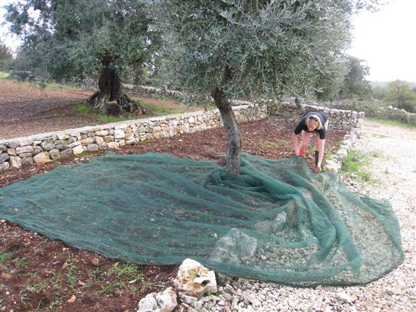 olive net rete olivastra