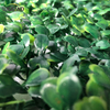 Recinzione di foglie artificiali Recinzione artificiale in PVC Erba artificiale Falso tappeto erboso