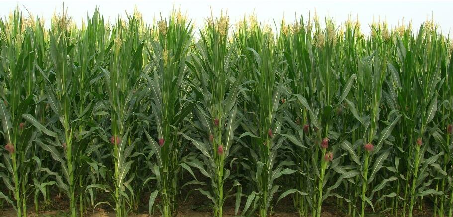 rete di plastica per l'agricoltura