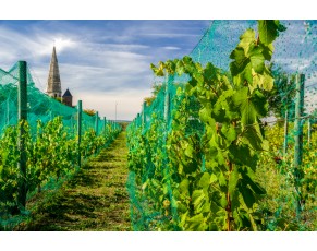 Come scegliere le dimensioni della mesh per la rete anti -uccello