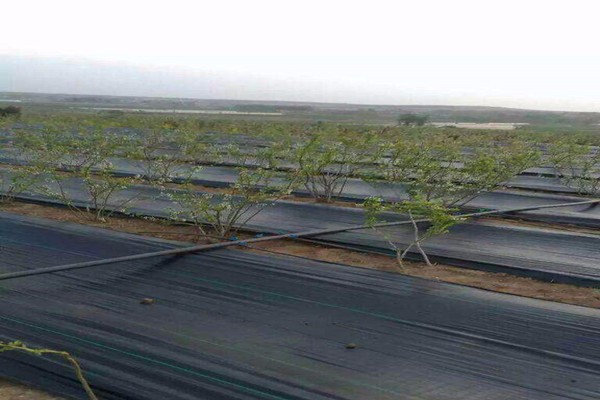 Una breve introduzione della copertura del suolo