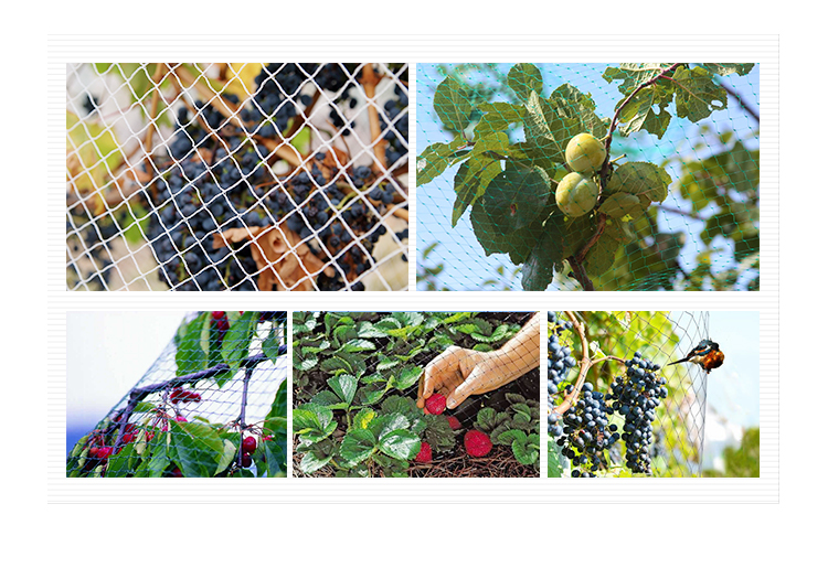 Come mantenere la rete per uccelli