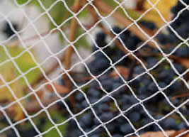 Tecnologia dell'applicazione della rete per uccelli per alberi da frutto