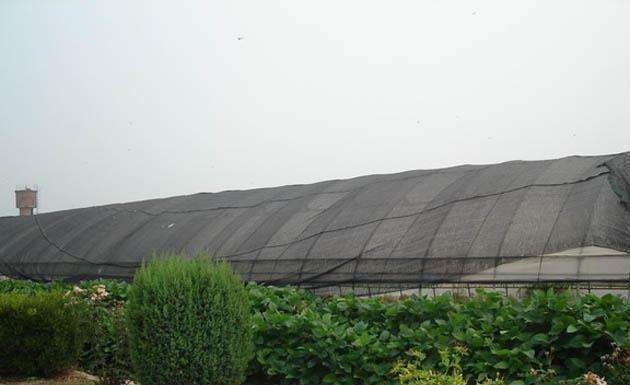 Di che colore è buono per le reti da ombra?