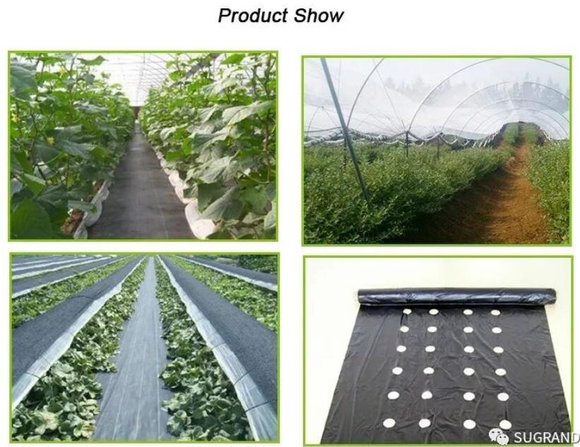 Copertura del terreno in plastica PP/MALLA ANTIMALEZA 
