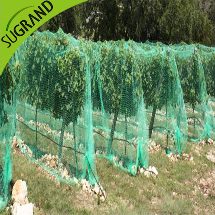 Il modo tradizionale per scacciare gli uccelli