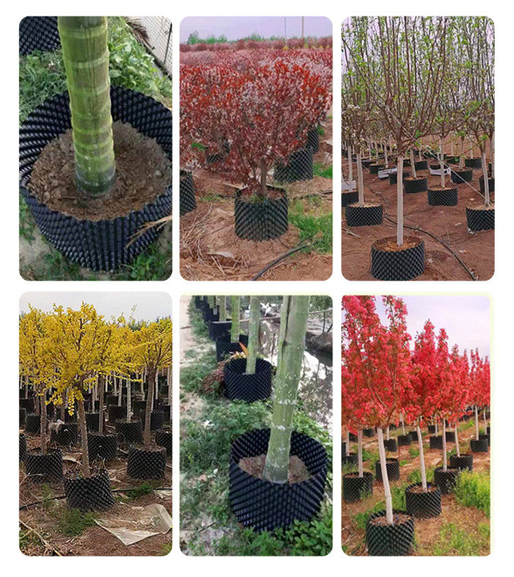 Vaso di controllo della radice