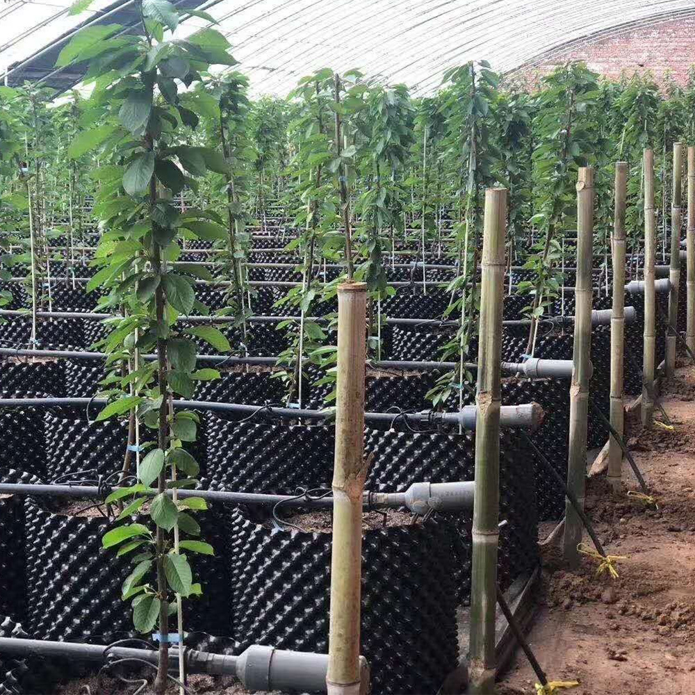 Contenitore di controllo della radice dell'impianto