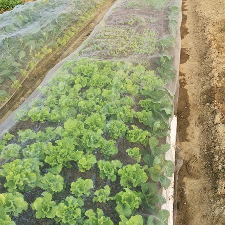 50 mesh anti insect net_704_704.jpg