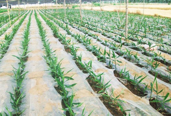 Qual è la differenza tra la pellicola per pacciame in bianco e nero?