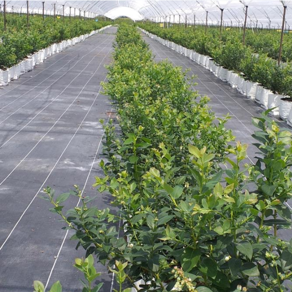 Applicazione del tappeto di erbaccia orticola