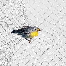Rete di uccelli di vigneto