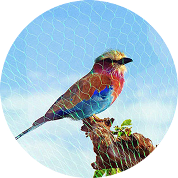 all'ingrosso 75gsm Anti Bird Net 
