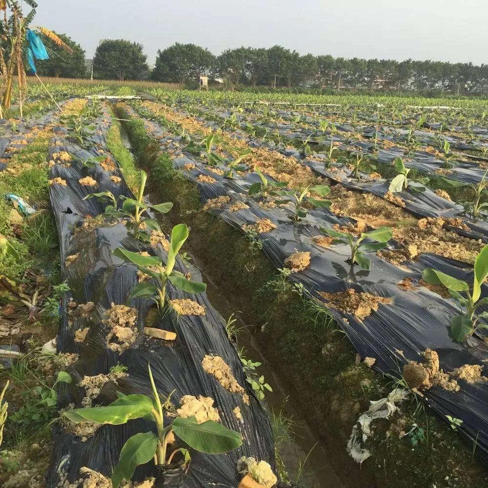 Pellicola per pacciamatura in plastica nera argento per tappetino per erbacce agricole