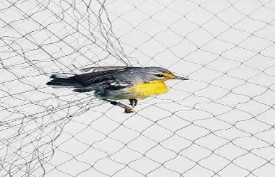 Net Anti Bird
