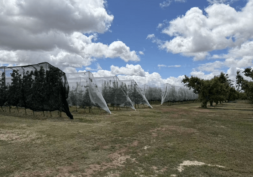 Vigneti con reti antigrandine