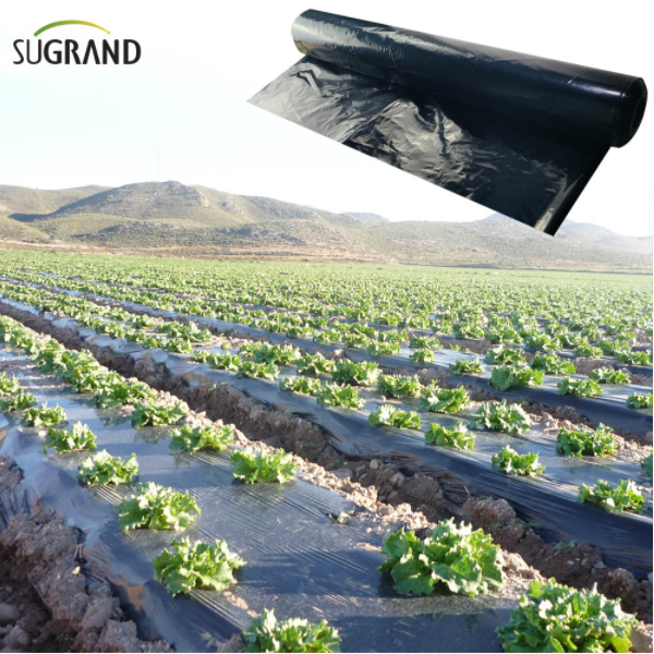 Conosci i tipi di film di pacciame?